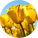 Celeste Fernandez profile picture